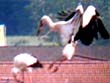 Storchencam Mönchsturm, Hammelburg